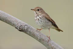 Hermit Thrush