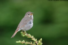 Hermit Thrush