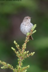 Hermit Thrush