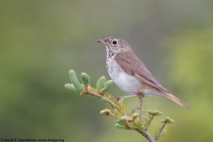 Hermit Thrush