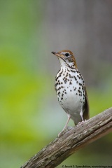 Wood Thrush