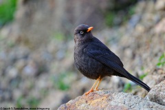 Sooty Thrush