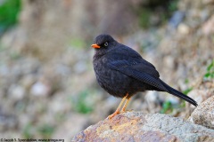 Sooty Thrush