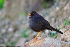 Sooty Thrush