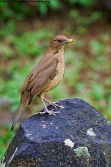 Clay-colored Thrush