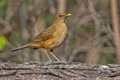 Clay-colored Thrush