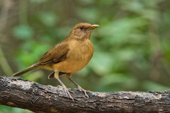 Clay-colored Thrush