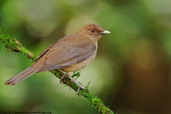 Clay-colored Thrush