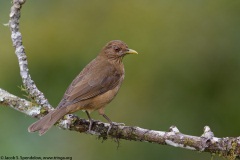 Clay-colored Thrush