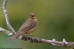 Clay-colored Thrush