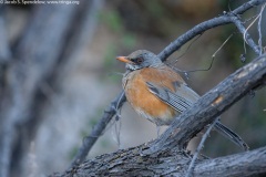 Rufous-backed Robin