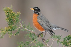 American Robin