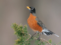 American Robin