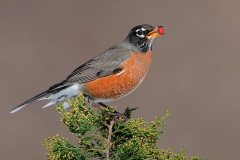 American Robin