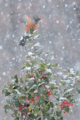 American Robin