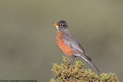 American Robin