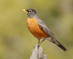 American Robin