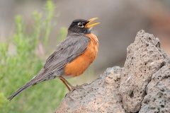 American Robin