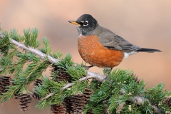 American Robin