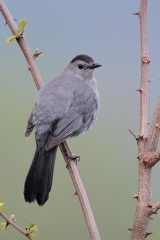 Gray Catbird