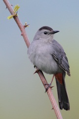 Gray Catbird