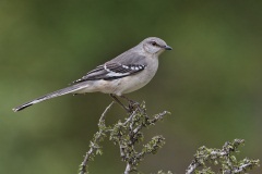 Northern Mockingbird