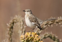 Northern Mockingbird