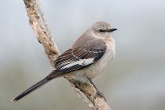 Northern Mockingbird