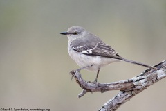 Northern Mockingbird