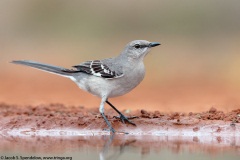 Northern Mockingbird