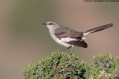 Northern Mockingbird