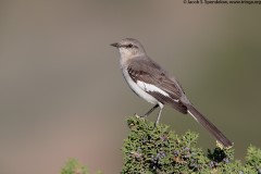 Northern Mockingbird