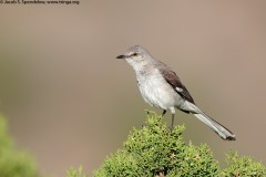 Northern Mockingbird