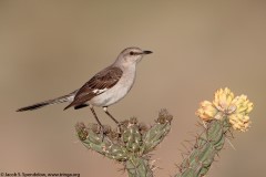 Northern Mockingbird