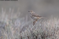 Sage Thrasher