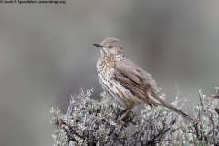 Sage Thrasher