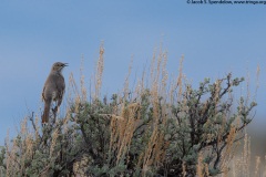 Sage Thrasher