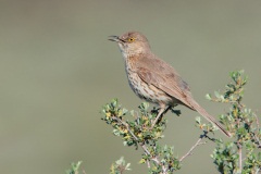 Sage Thrasher