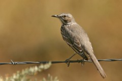 Sage Thrasher