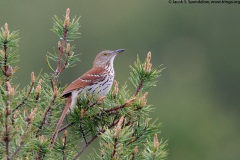 Brown Thrasher