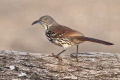 Long-billed Thrasher