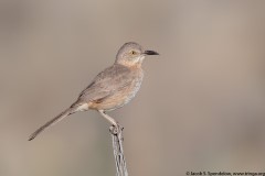 Bendire's Thrasher