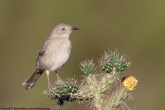 Bendire's Thrasher