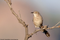 Bendire's Thrasher