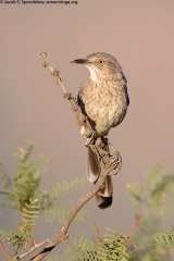 Bendire's Thrasher