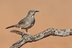 Curve-billed Thrasher