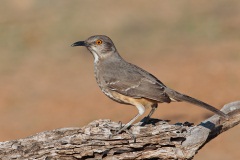 Curve-billed Thrasher