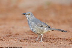 Curve-billed Thrasher