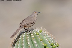 Curve-billed Thrasher