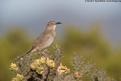 Curve-billed Thrasher